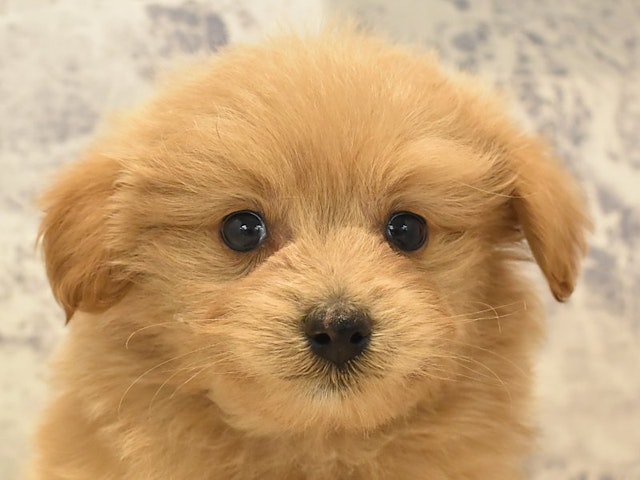 群馬県のハーフ犬 (ペッツワンFC高崎東部店/2023年11月10日生まれ/男の子/アプリコット)の子犬